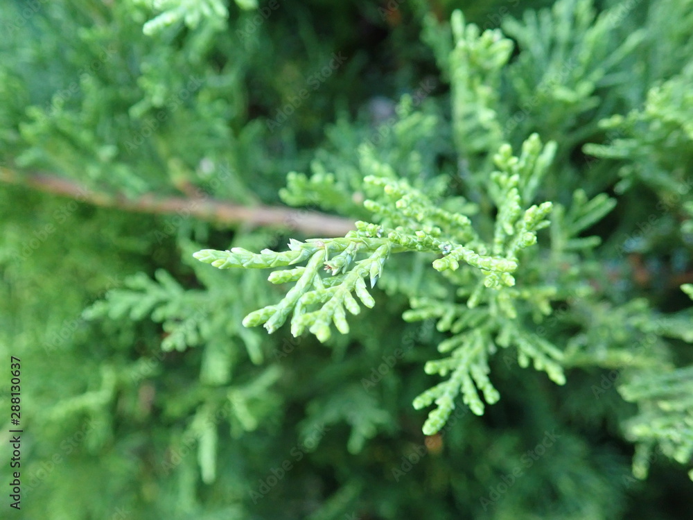  detail of a green branch of juniper tree