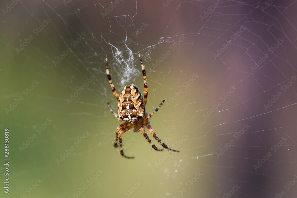 Cross Spider (Araneus diadematus) on its web Cross Spider (Araneus diadematus) on its web