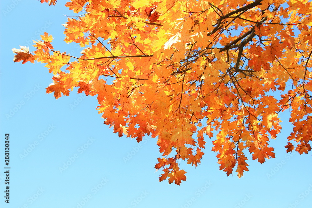 Fall leaves on tree; beautiful sunny day Fall leaves on tree; beautiful sunny day