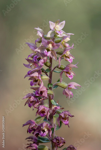 Broad-leaved Helleborine subsp. Epipactis tremolsii, wild orchid, Andalusia, Spain.