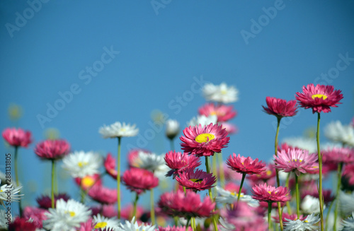Spring background of Australian pink and white everlasting daisies under a blue sky. Also known as strawflowers and paper daisies. photo