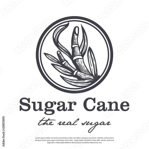Cane tree vector logo with vintage style