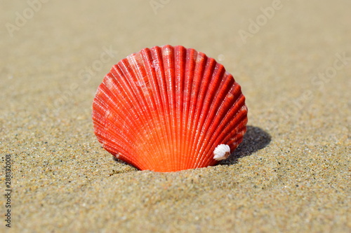 Red scallop. Seashell close-up on the sand. Orange-red color.