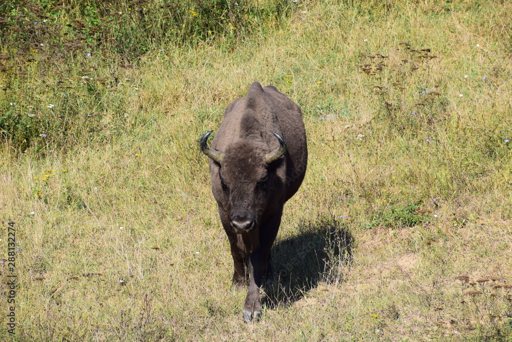 european bison european bison