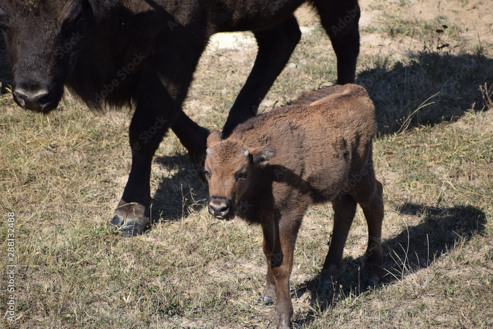 Fototapeta premium european bison -cub