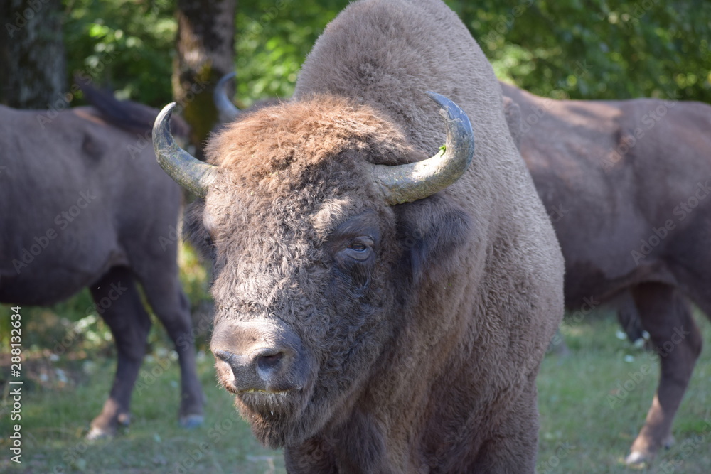 european bison - head european bison - head