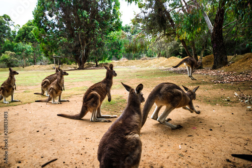 Port Arthur, Australia, 2019. Tourists petting and feeding the kangaroos. photo