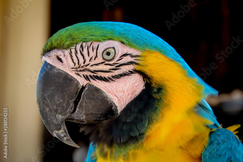 Portrait, Ansicht eines Ara, Papagai