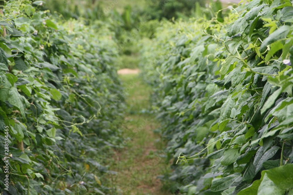 Fototapeta premium Green natural background. Yardlong bean vegetable plot in an agricultural plot.