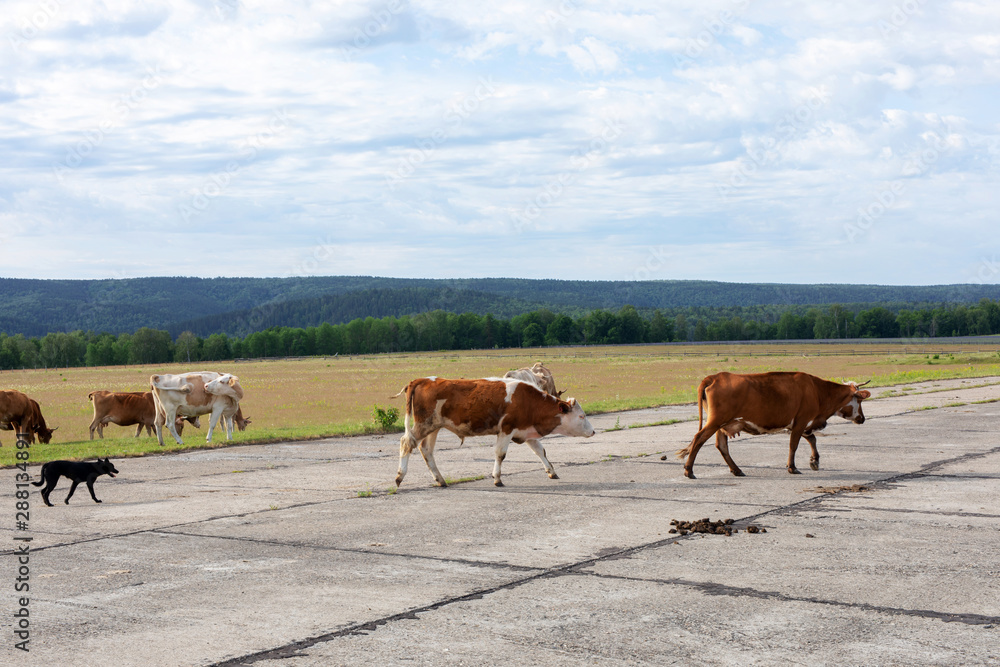 cows graze in the meadow, cross roads on the background of the forest. .shepherd dog cows graze in the meadow, cross roads on the background of the forest. .shepherd dog