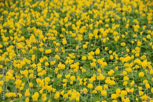 Arachis pintoi in the garden. Geraldo Pinto, Pinto Peanut (Arachispintoi cv. Amarillo), Leguminosae-Papilionoideae