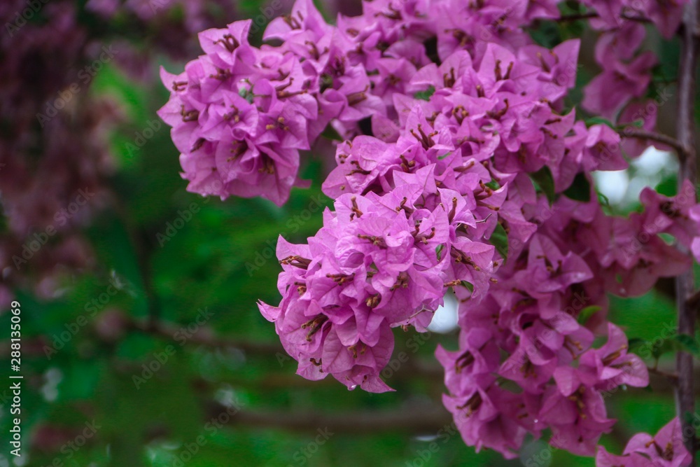 Bougainvillea flowers inserted with green leaves. Pink Bougainvillea flowers. Bougainvillea Dwarf Pixie. Bougainvillea flowers inserted with green leaves. Pink Bougainvillea flowers. Bougainvillea Dwarf Pixie.