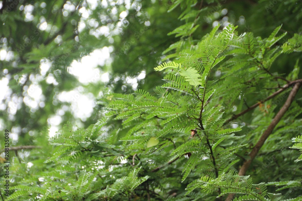 Green nature background. Green leaf background. Green nature background. Green leaf background.