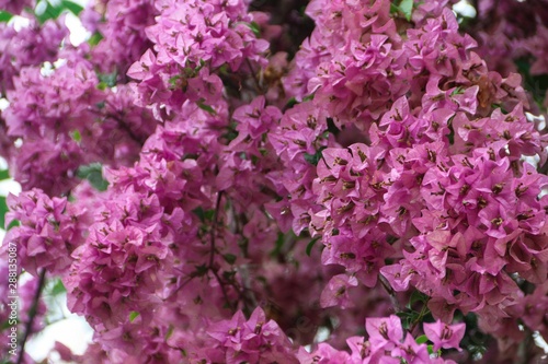 Bougainvillea flowers inserted with green leaves. Pink Bougainvillea flowers. Bougainvillea Dwarf Pixie.