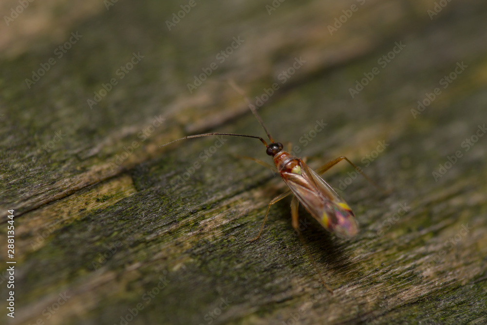 Campyloneura virgula mirid bug adult Campyloneura virgula mirid bug adult