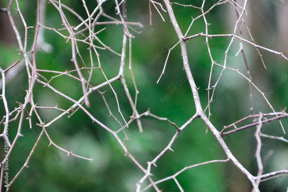 Background, dry brown branches, cut with green background. Background, dry brown branches, cut with green background.