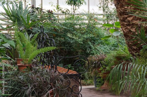 bench in the Botanical greenhouse. tropical decorative orangery photo