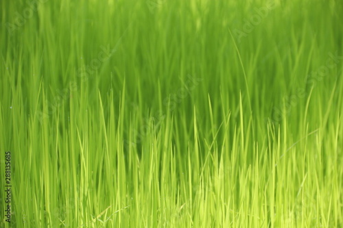 Jasmine rice seedlings. Green background.