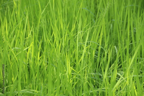 Jasmine rice seedlings. Green background.