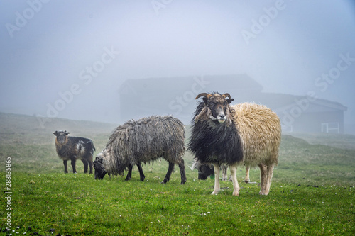 Fotografie Sheep in Faroe Islands