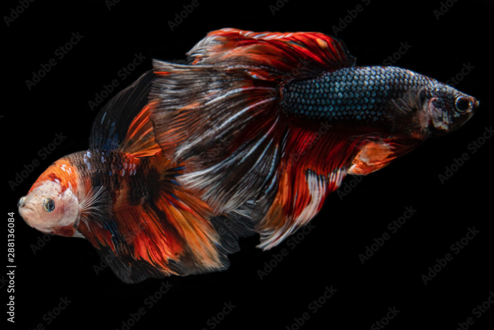 Fototapeta premium color full siamese fighting fish