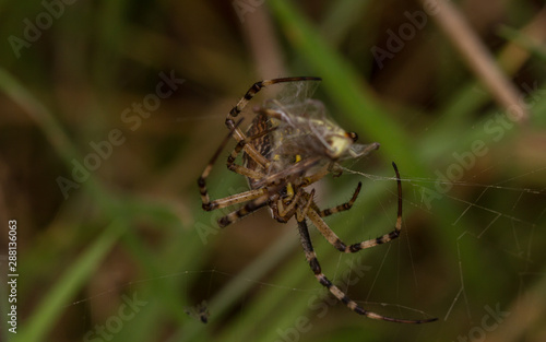 Wasp Spider (Argiope bruennichi) © Mark
