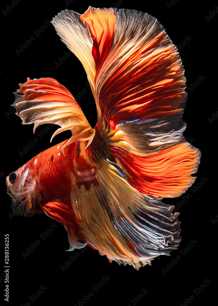 color full siamese fighting fish color full siamese fighting fish