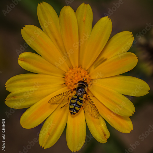 Scaeva selenetica hoverfly on calendula photo