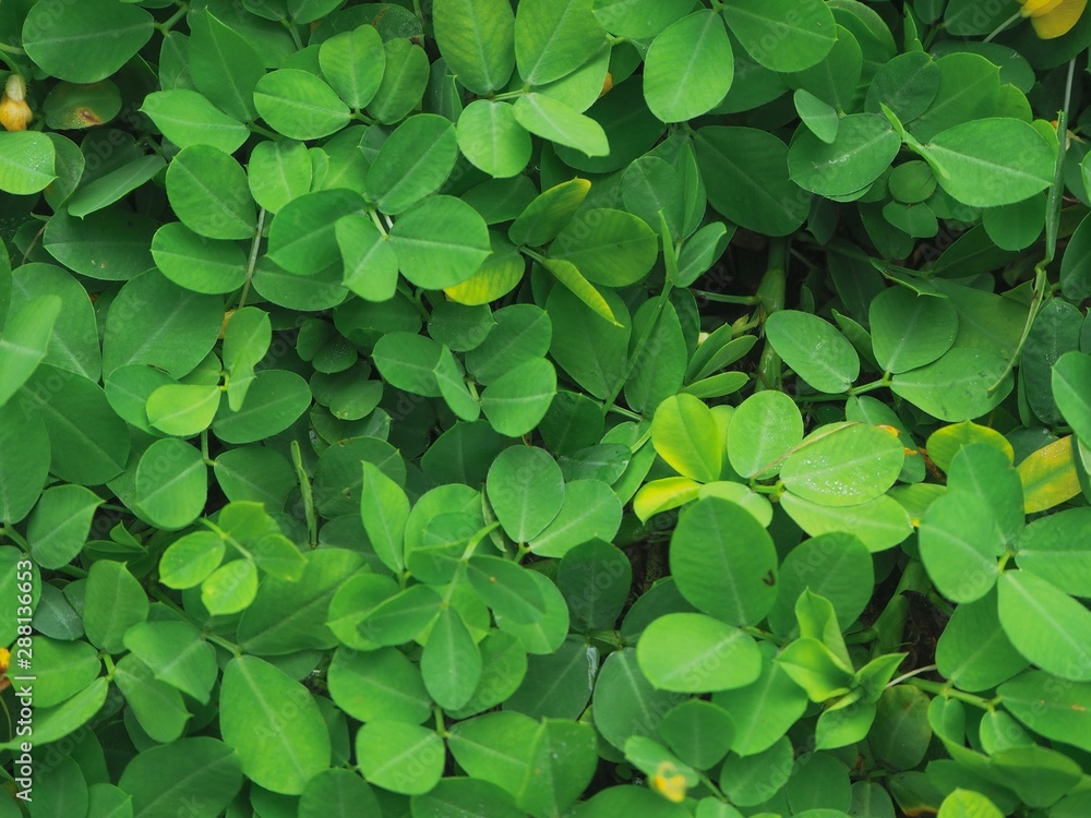 Yellow grass. Green grass background. Arachis pintoi in the garden. Geraldo Pinto, Pinto Peanut (Arachispintoi cv. Amarillo), Leguminosae-Papilionoideae Yellow grass. Green grass background. Arachis pintoi in the garden. Geraldo Pinto, Pinto Peanut (Arachispintoi cv. Amarillo), Leguminosae-Papilionoideae