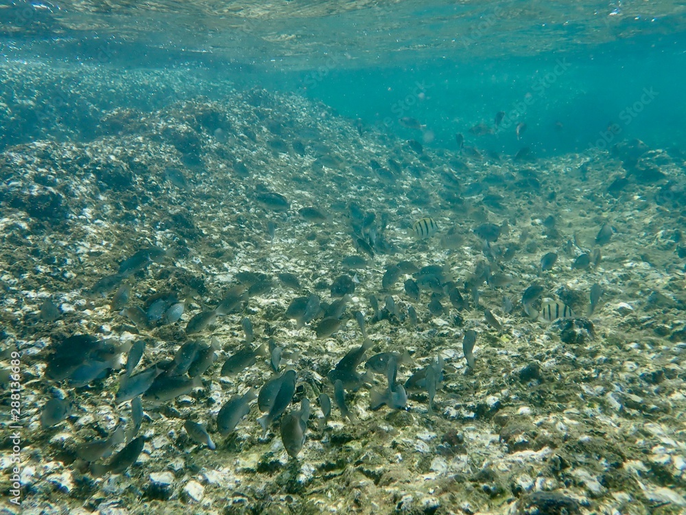Fototapeta premium 南伊豆 妻良でシュノーケル