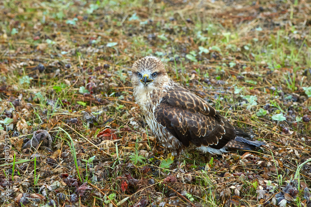 close-up portrait of a bird of prey nestling in its natural habitat,  camouflage protective coloring of the bird merges with the background and  makes the bird invisible Stock Photo | Adobe Stock