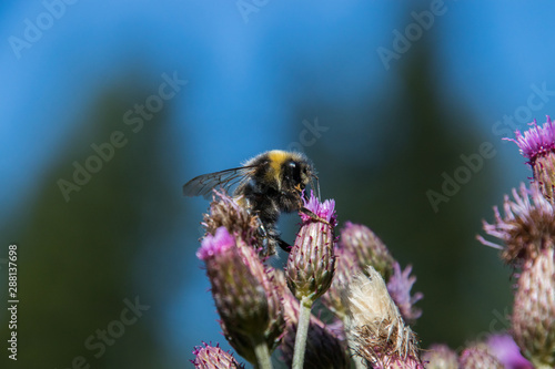 Biene auf einer Distel