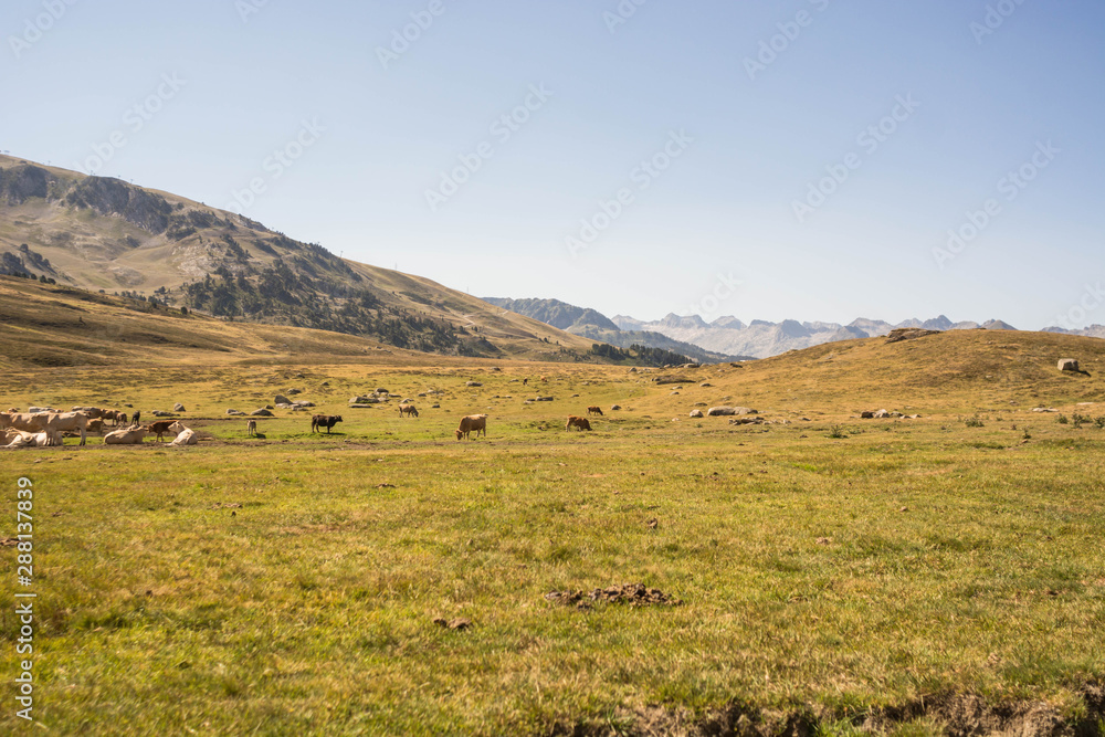 High altitude valley with cows in the background at sunset. High altitude valley with cows in the background at sunset.