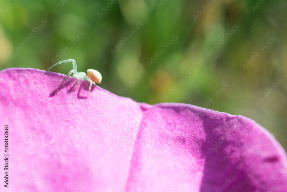 Small and photogenic flower crab spider. Small and photogenic flower crab spider.