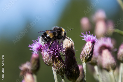 Biene auf einer violetten Distel