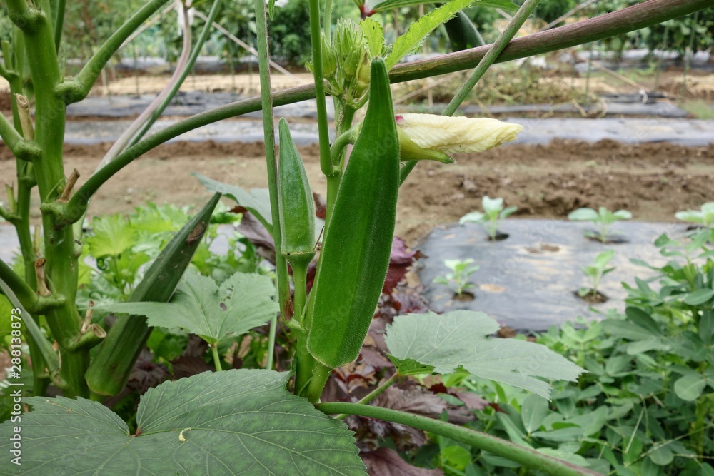 Obraz premium 畑のオクラ