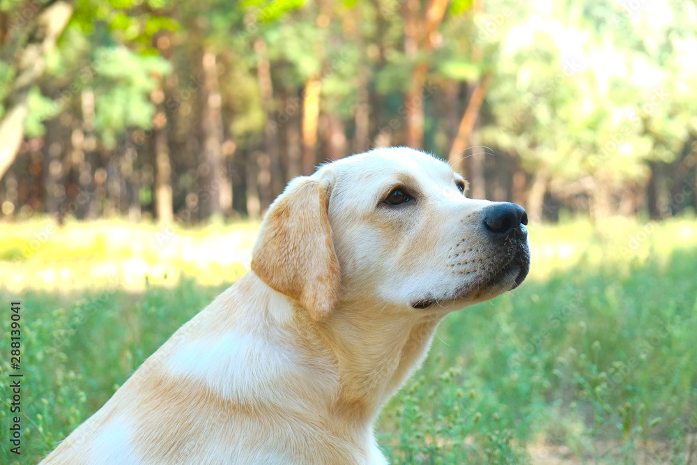 Portrait of young labrador retriever dog out in the woods on a nice sunny day. Six months old doggy walking in the park. Close up, copy space, background. Portrait of young labrador retriever dog out in the woods on a nice sunny day. Six months old doggy walking in the park. Close up, copy space, background.