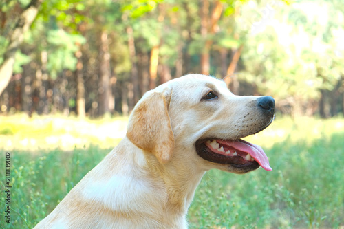 Portrait of young labrador retriever dog out in the woods on a nice sunny day. Six months old doggy walking in the park. Close up, copy space, background.