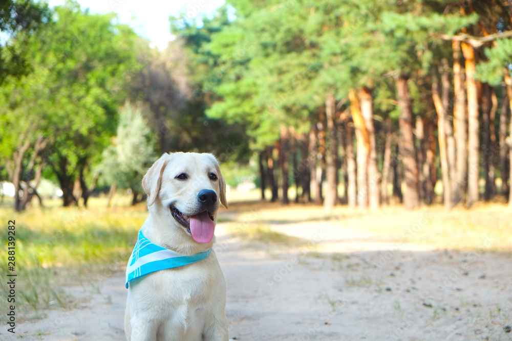 Portrait of young labrador retriever dog out in the woods on a nice sunny day. Six months old doggy walking in the park. Close up, copy space, background. Portrait of young labrador retriever dog out in the woods on a nice sunny day. Six months old doggy walking in the park. Close up, copy space, background.