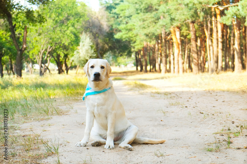 Fototapeta Naklejka Na Ścianę i Meble -  Portrait of young labrador retriever dog out in the woods on a nice sunny day. Six months old doggy walking in the park. Close up, copy space, background.