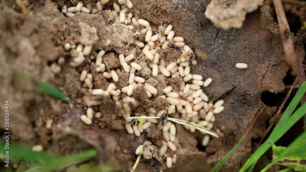The bustle of ants in an anthill The bustle of ants in an anthill