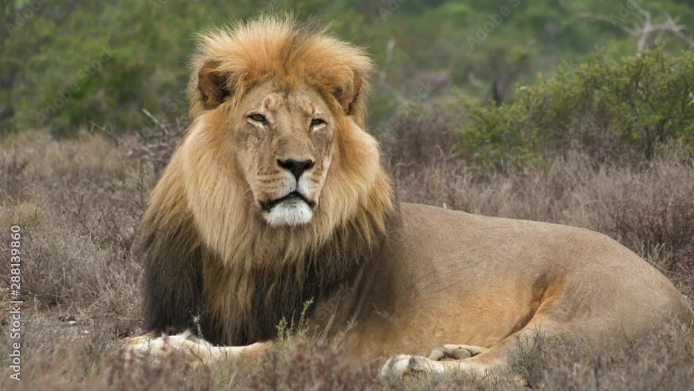 Male lion in African bush Male lion in African bush