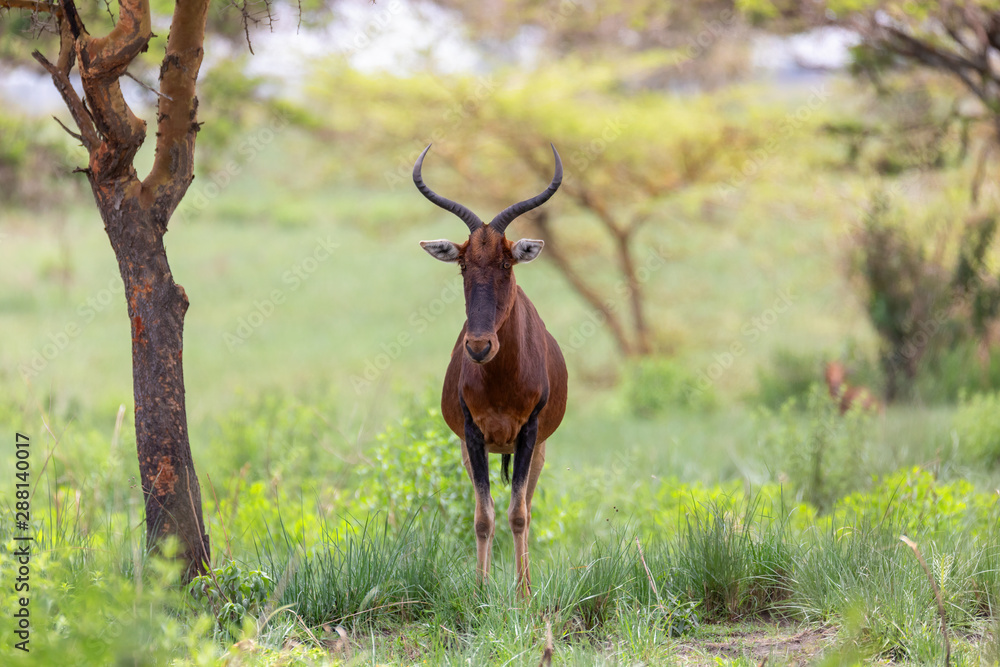 Obraz premium Swayne's Hartebeest antelope in Senkelle Sanctuary, Ethiopia, Africa wildlife