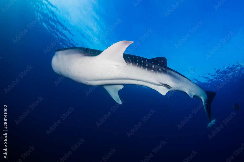 A huge female Whale Shark swimming in a tropical ocean