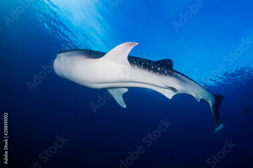A huge female Whale Shark swimming in a tropical ocean © whitcomberd