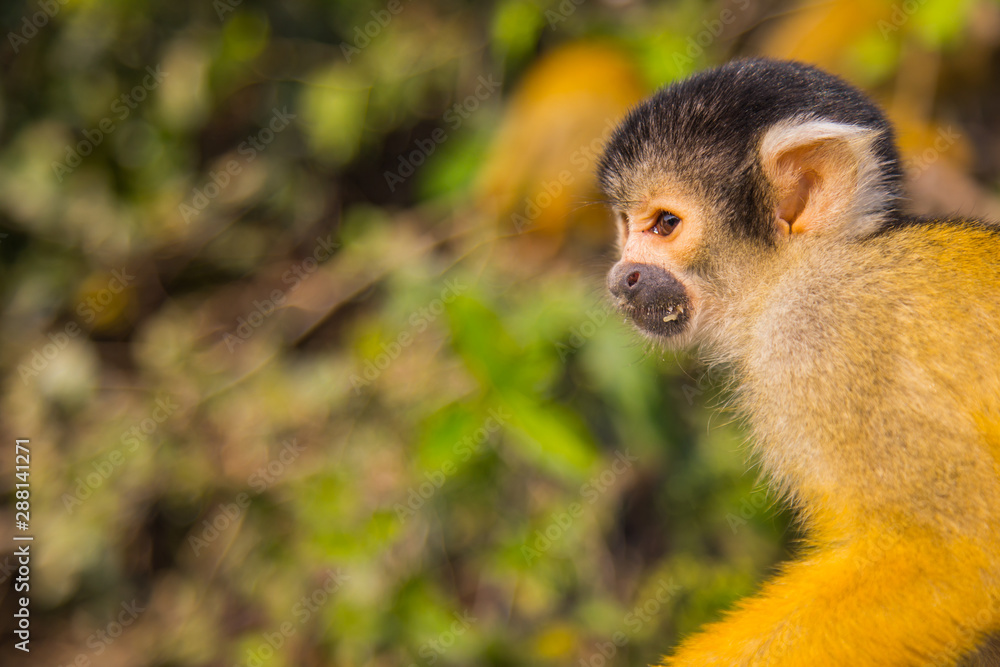 The mono amarillo chichi monkey Stock Photo | Adobe Stock