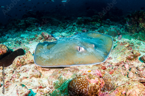 Large Stingray on the seabed on a tropical coral reef