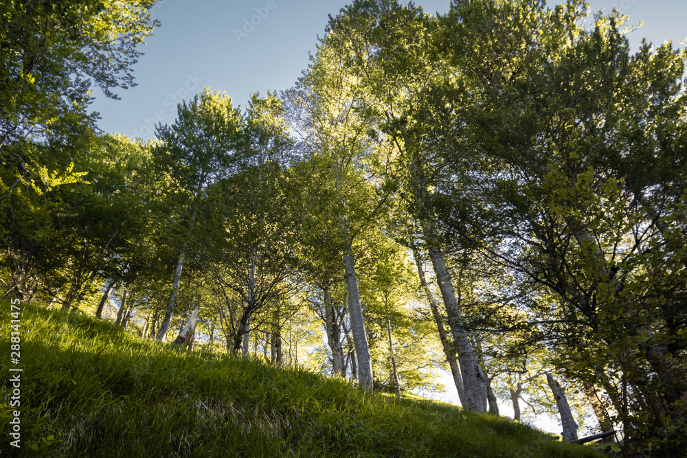 walking in woods, green summer forests walking in woods, green summer forests