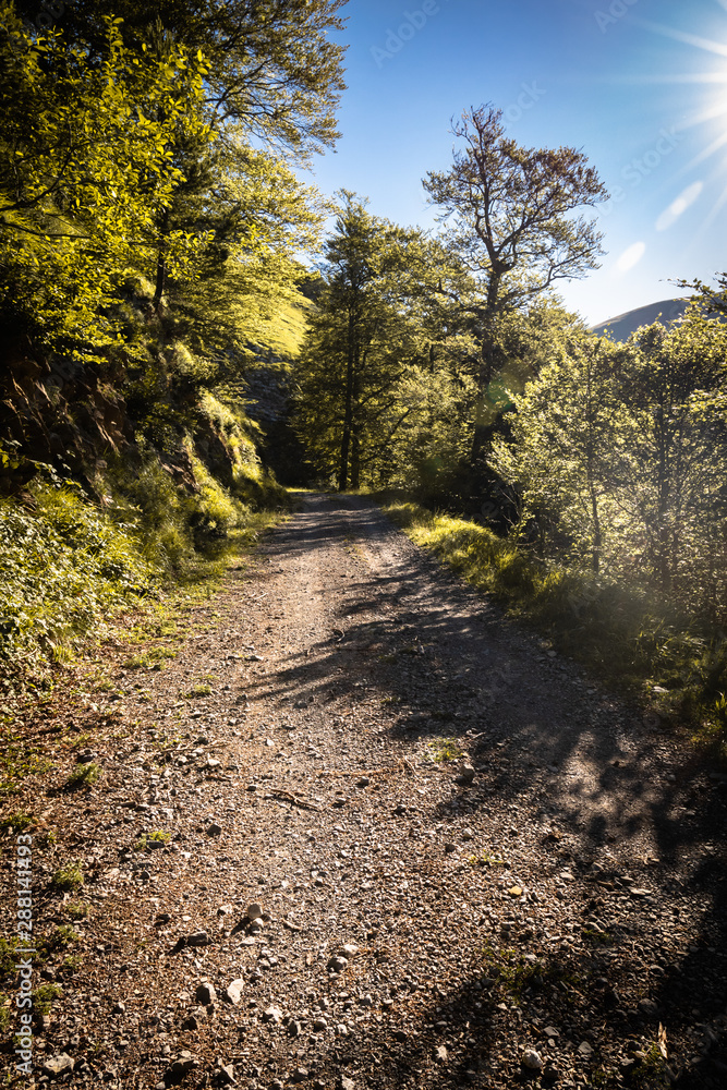 walking on empty mountain forest pathway, alone with nature walking on empty mountain forest pathway, alone with nature