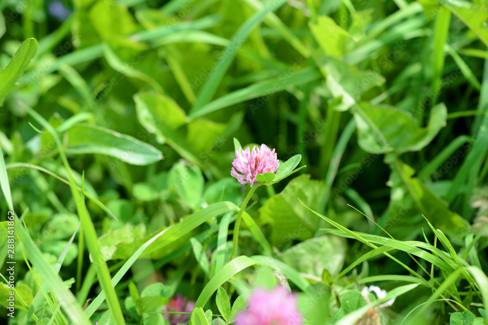 Small clover flower on a summer meadow close-up Small clover flower on a summer meadow close-up